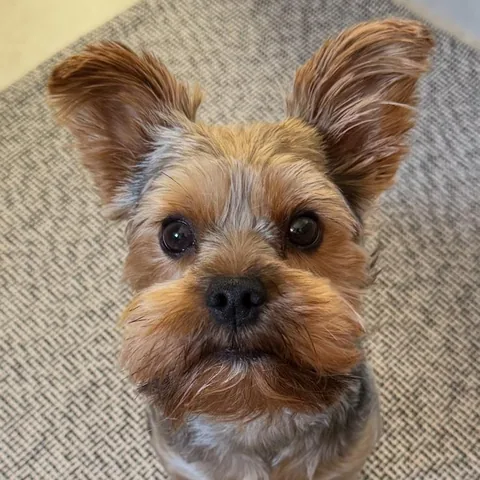 Our dog, the inspiration for Kahu, looking up at the camera