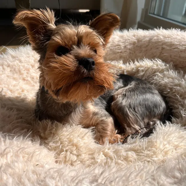 Otis lying in his fluffy bed in the morning sun