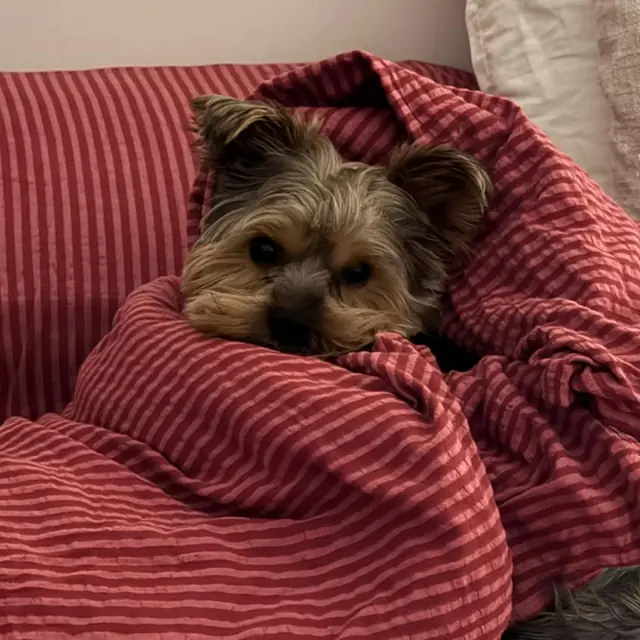 Otis wrapped up in a red striped blanket