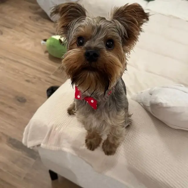Otis sitting up on the sofa in a red bow tie