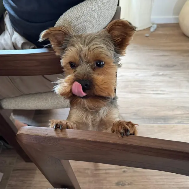 Otis with his paws on a chair, licking his nose