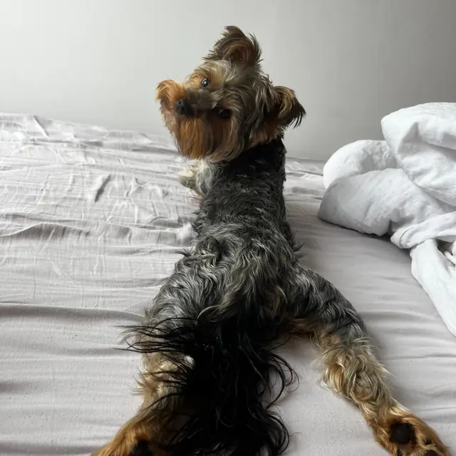 Otis lying on the bed with his back legs stretched out behind him
