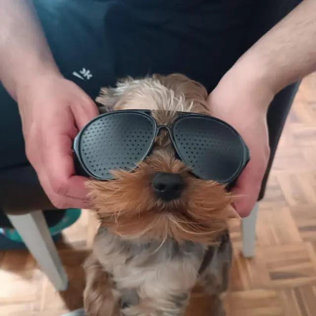 Otis in sunglasses, held on by two hands