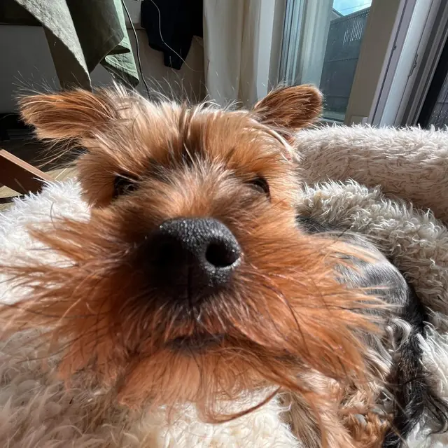 Otis’s nose, very close to the camera