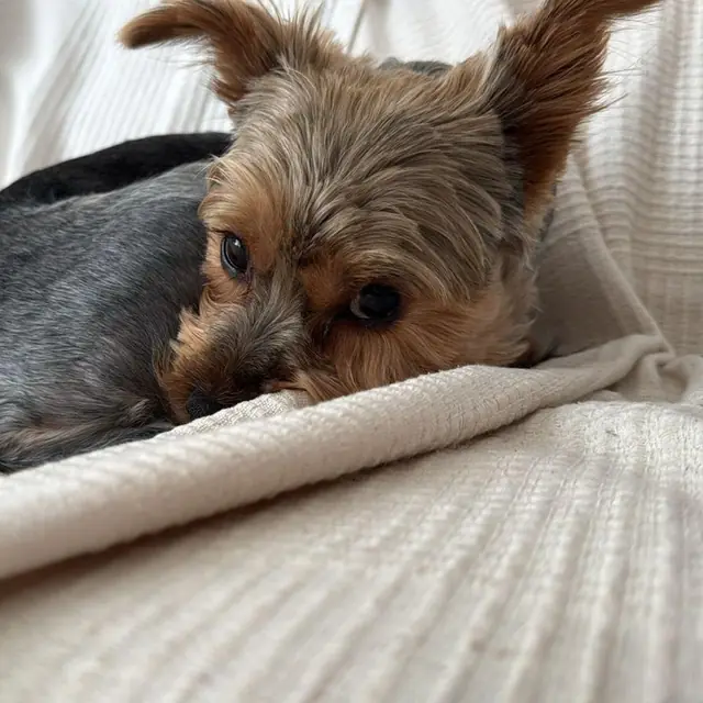Otis peeking over the edge of a blanket